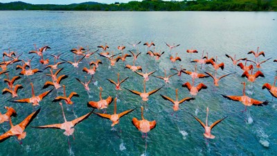 Half Day Hato Cave, Flamingo & Beach Tour