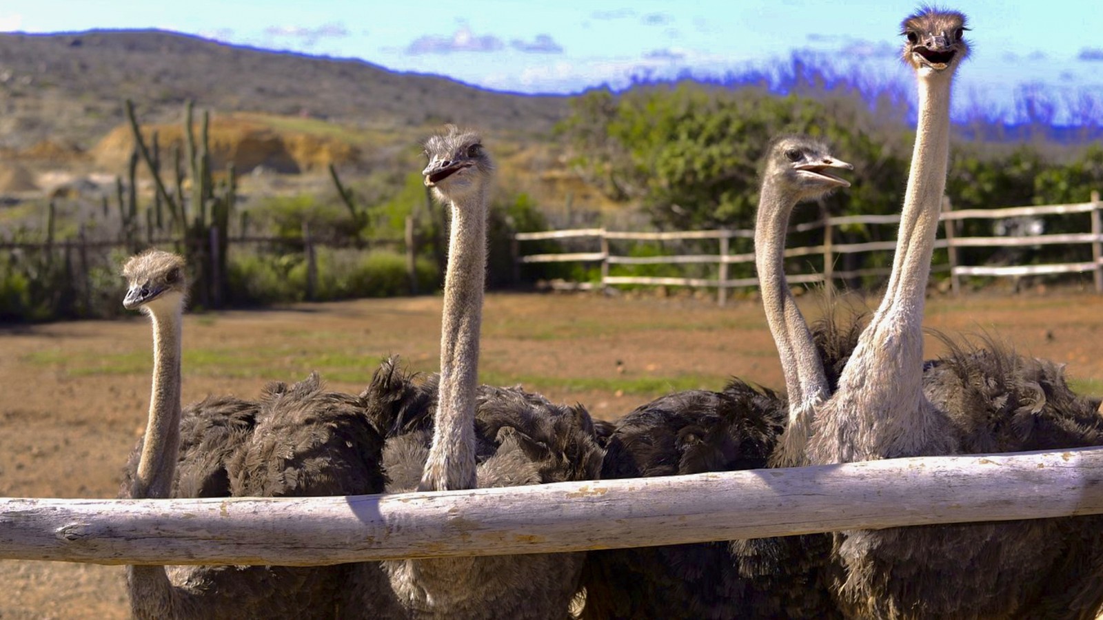 Ostrich Farm - De Palm Tours - Image 2
