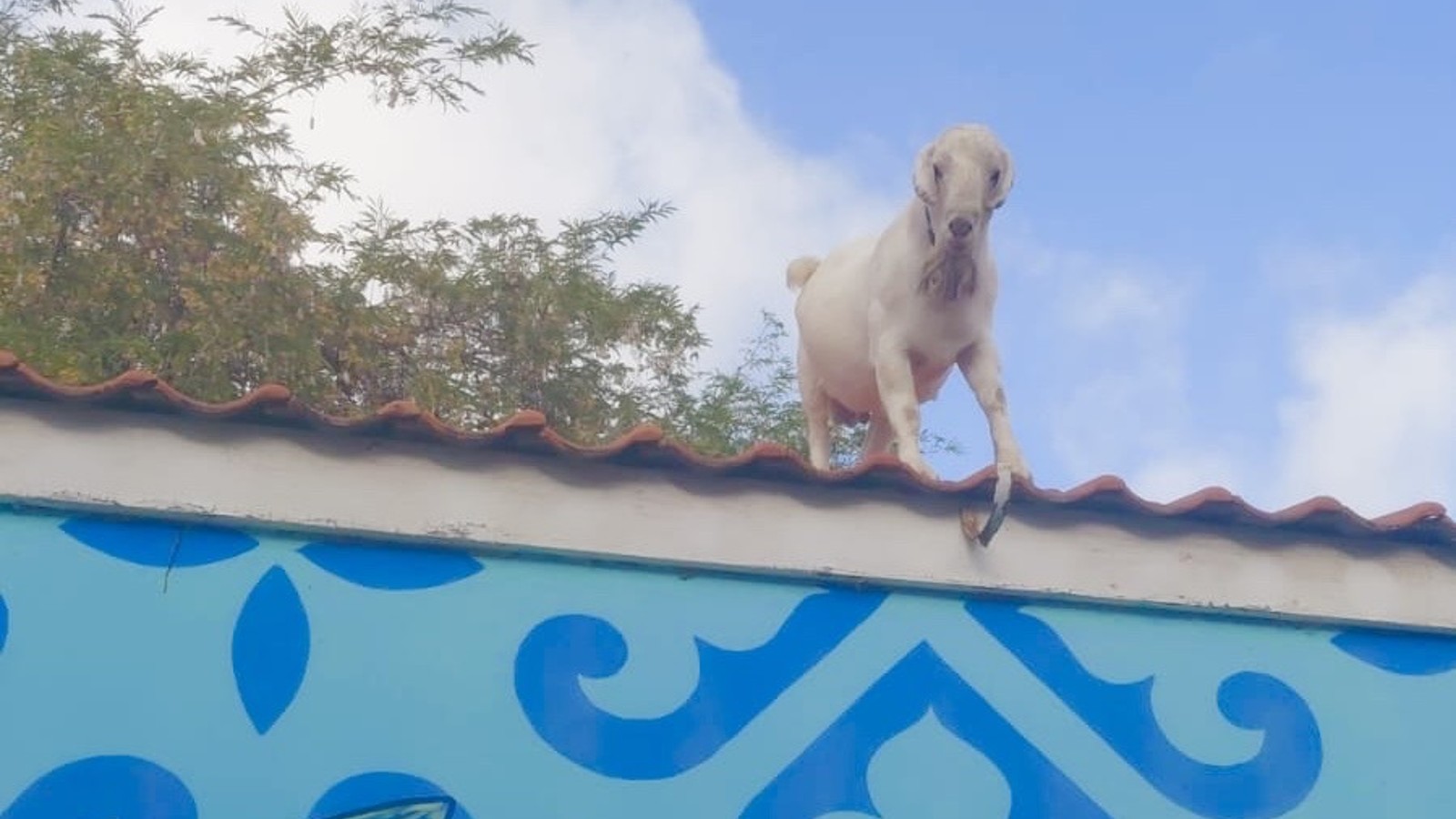 Goat On A Hot Tin Roof - Image 1