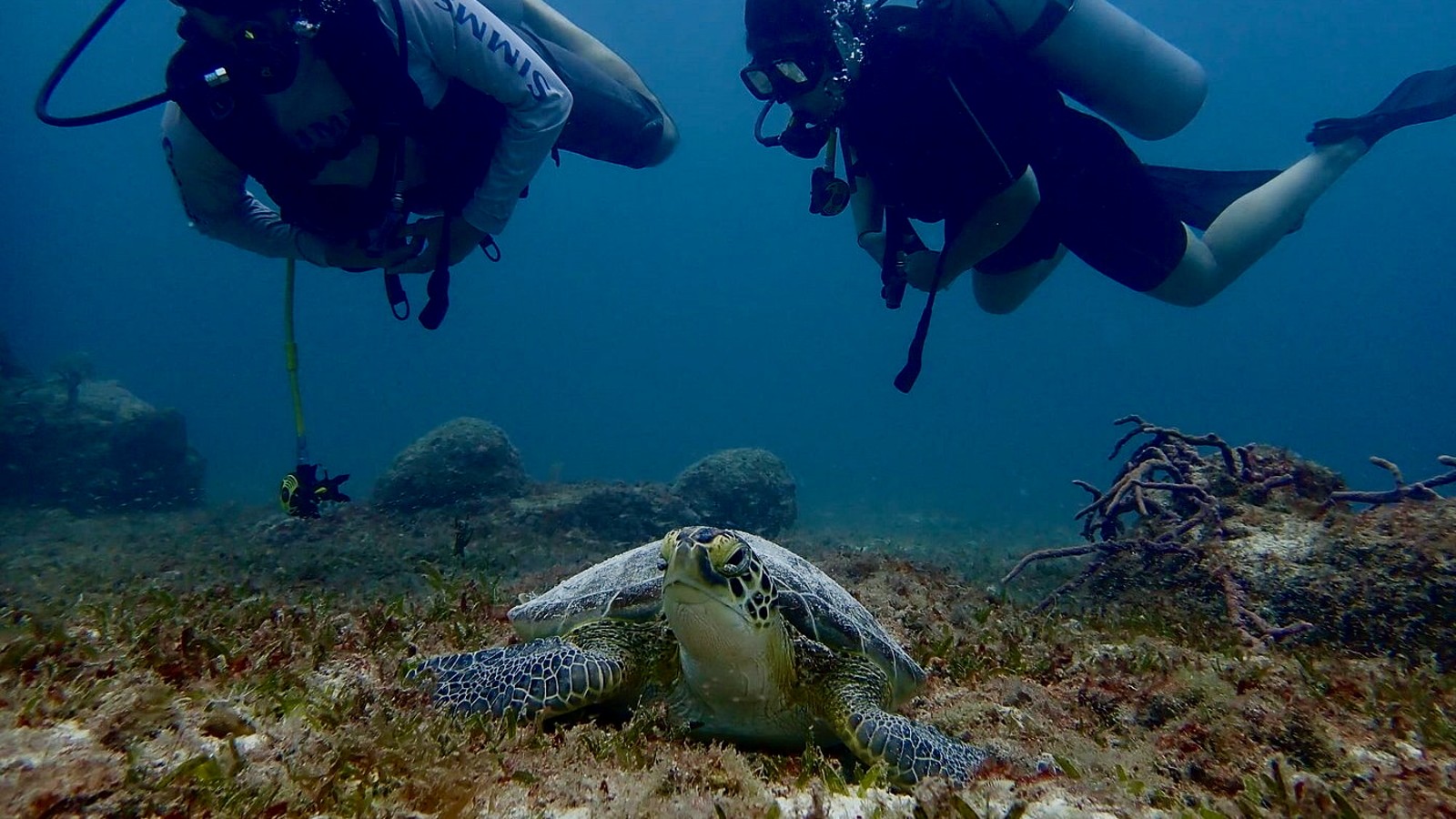 Guided Shore Dive - Image 2
