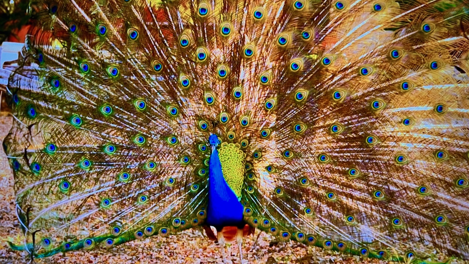 Hofi Mango - Image 1