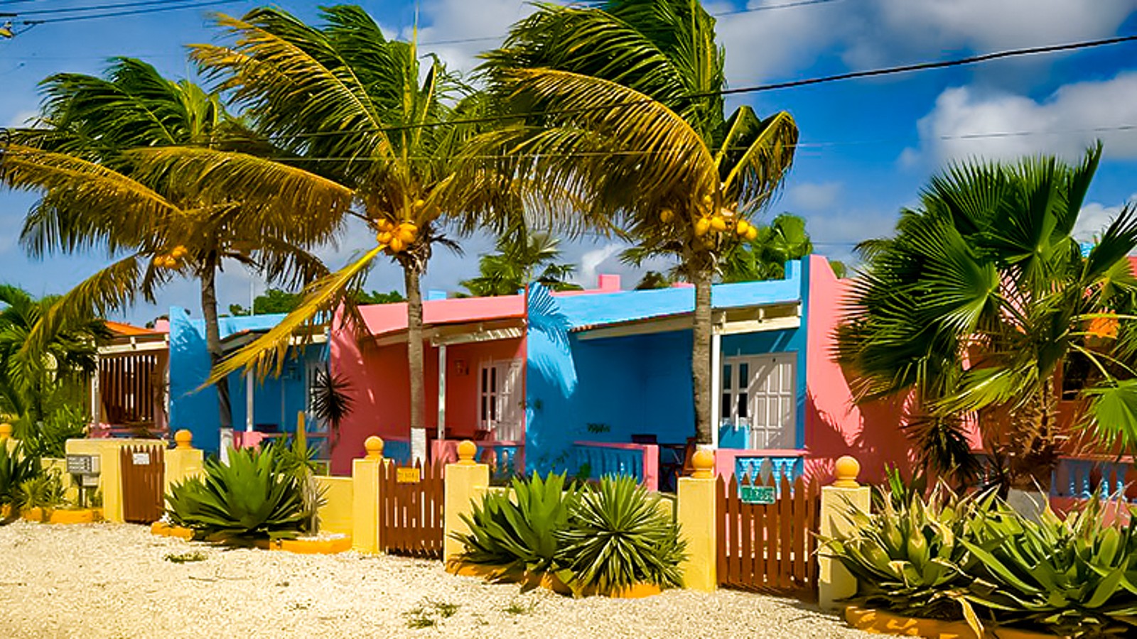 Blue Divers - Image 1