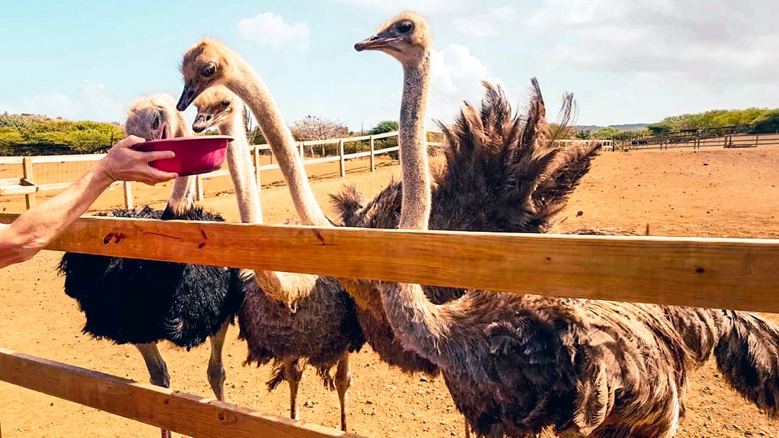 Curaçao Ostrich Farm Safari - Image 1