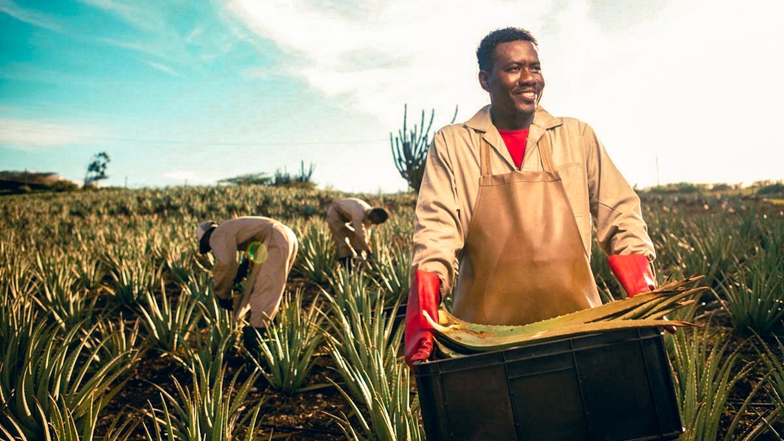 Curaloe (The Aloe Vera Plantation Curaçao) - Image 1
