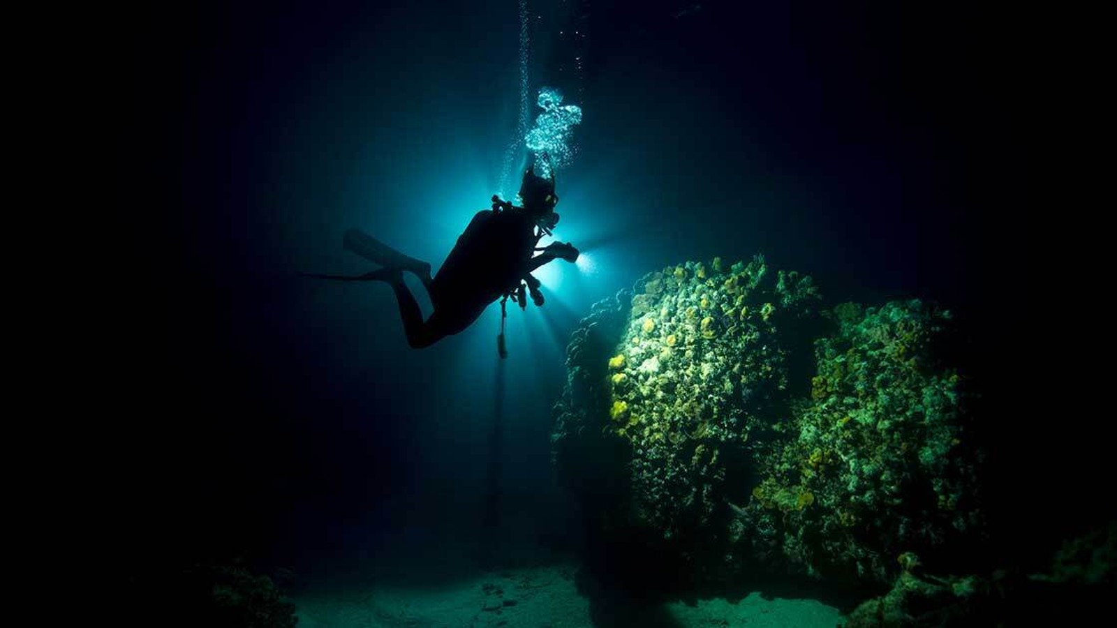 Fluorescent Night Dive (“Fireworks Dive”) - Image 1