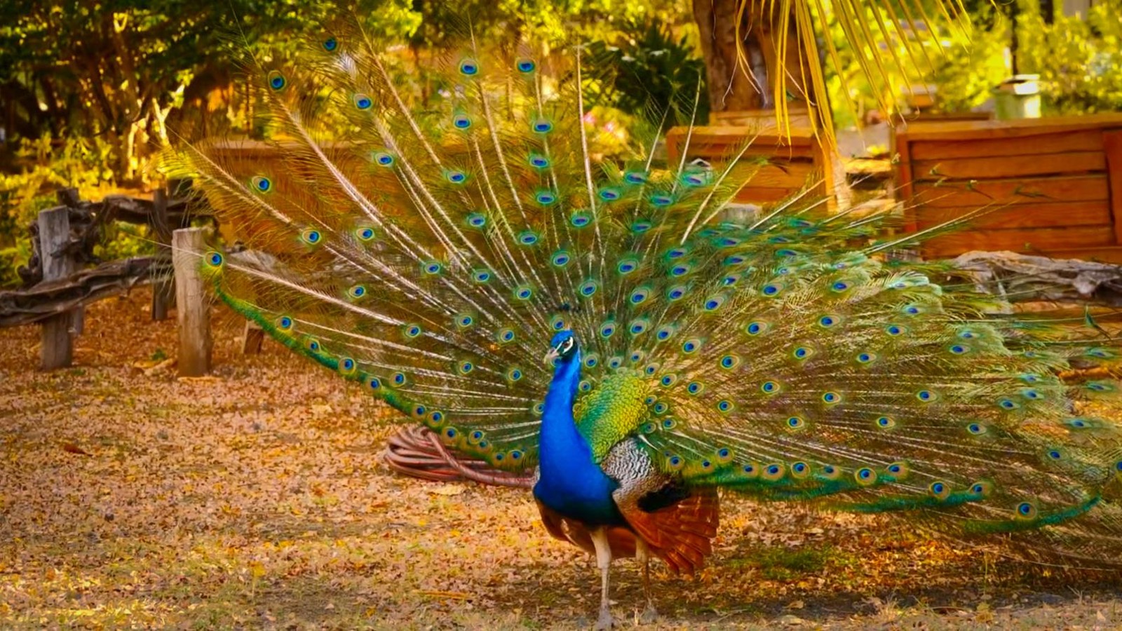 Hofi Mango - Image 14