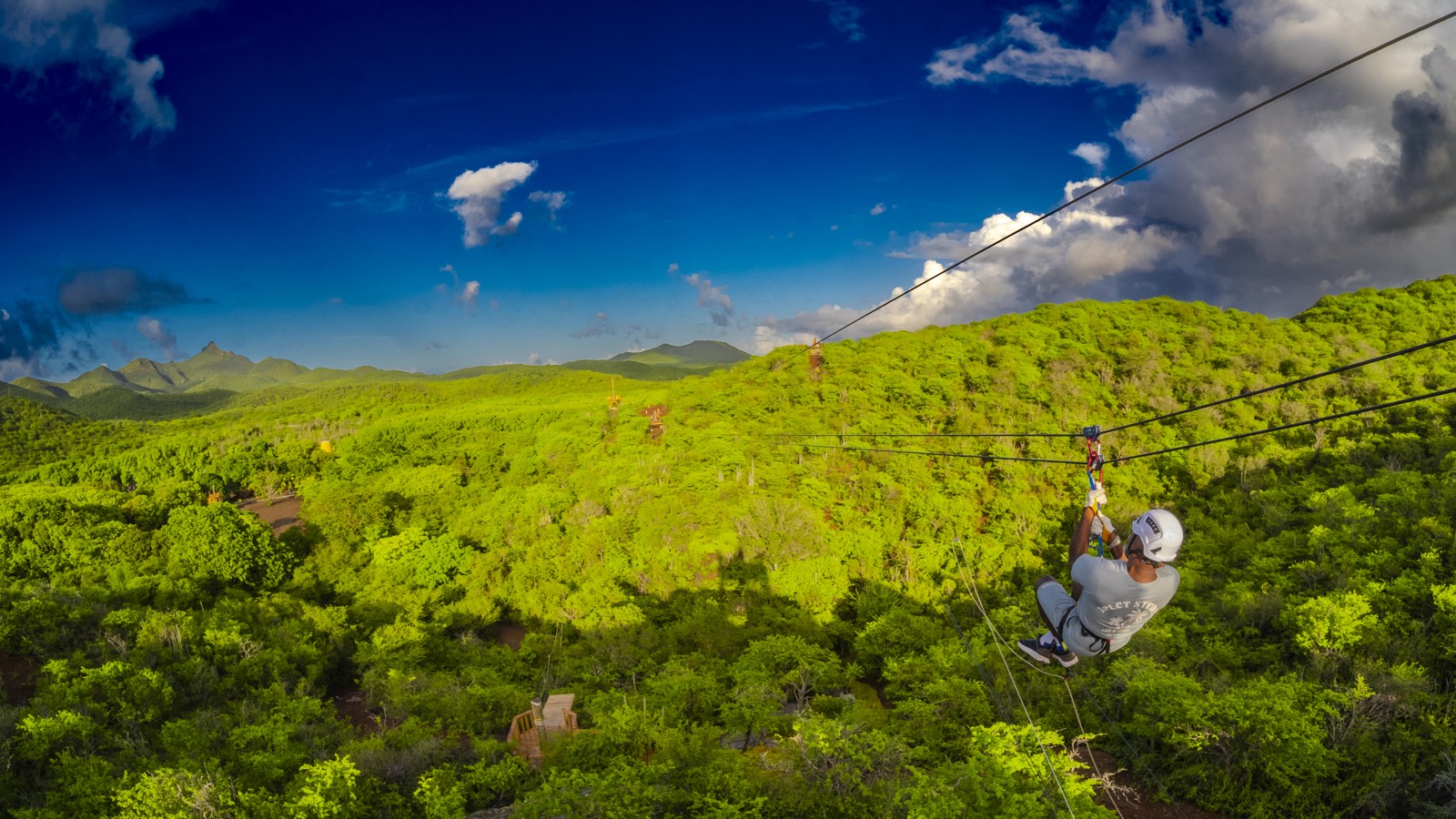 Hofi Mango - Image 4