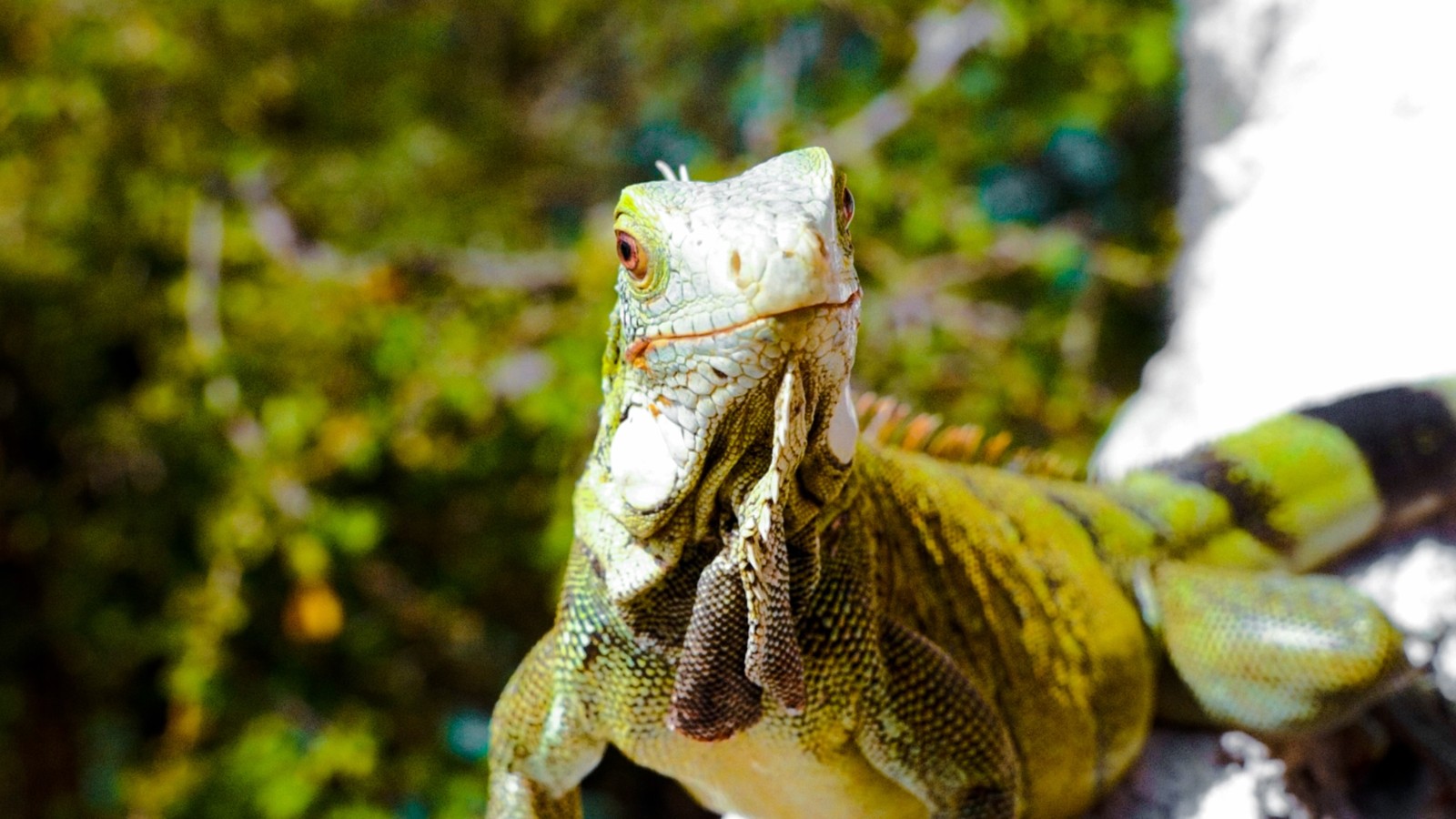 Hofi Mango - Image 8