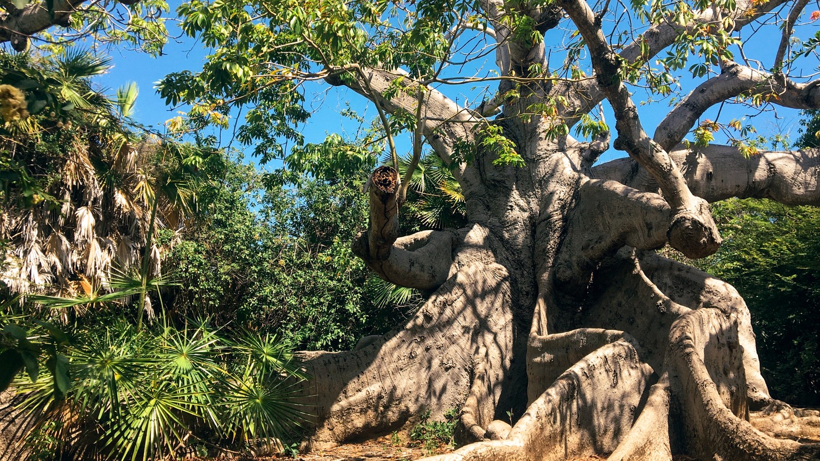 Hofi Pastor - Image 1