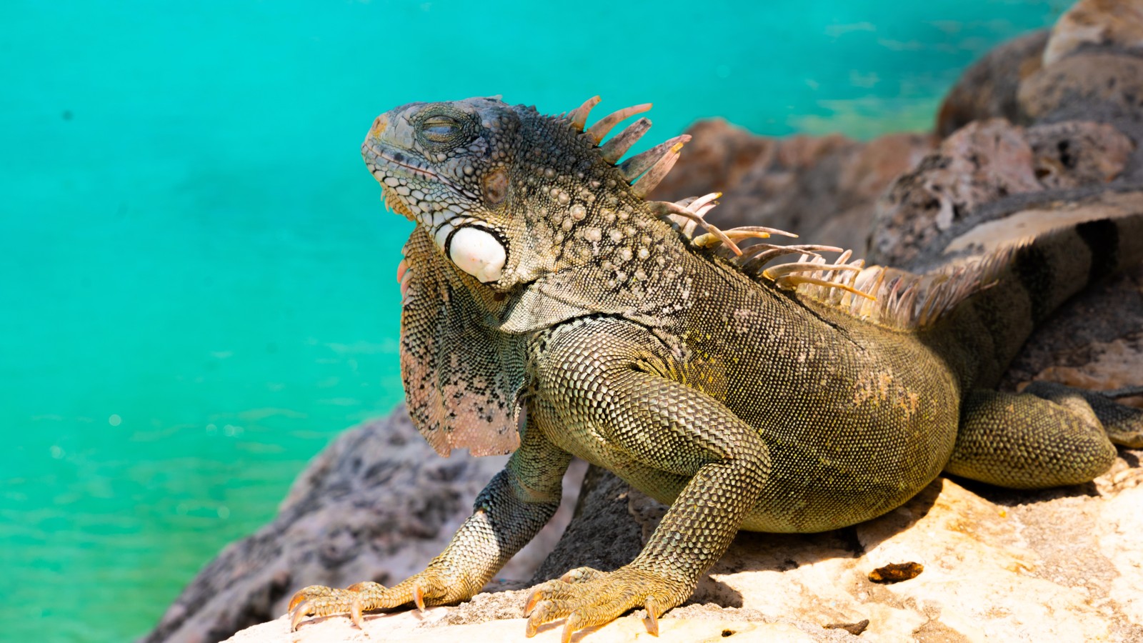 Iguanas at Playa Lagun - Image 1