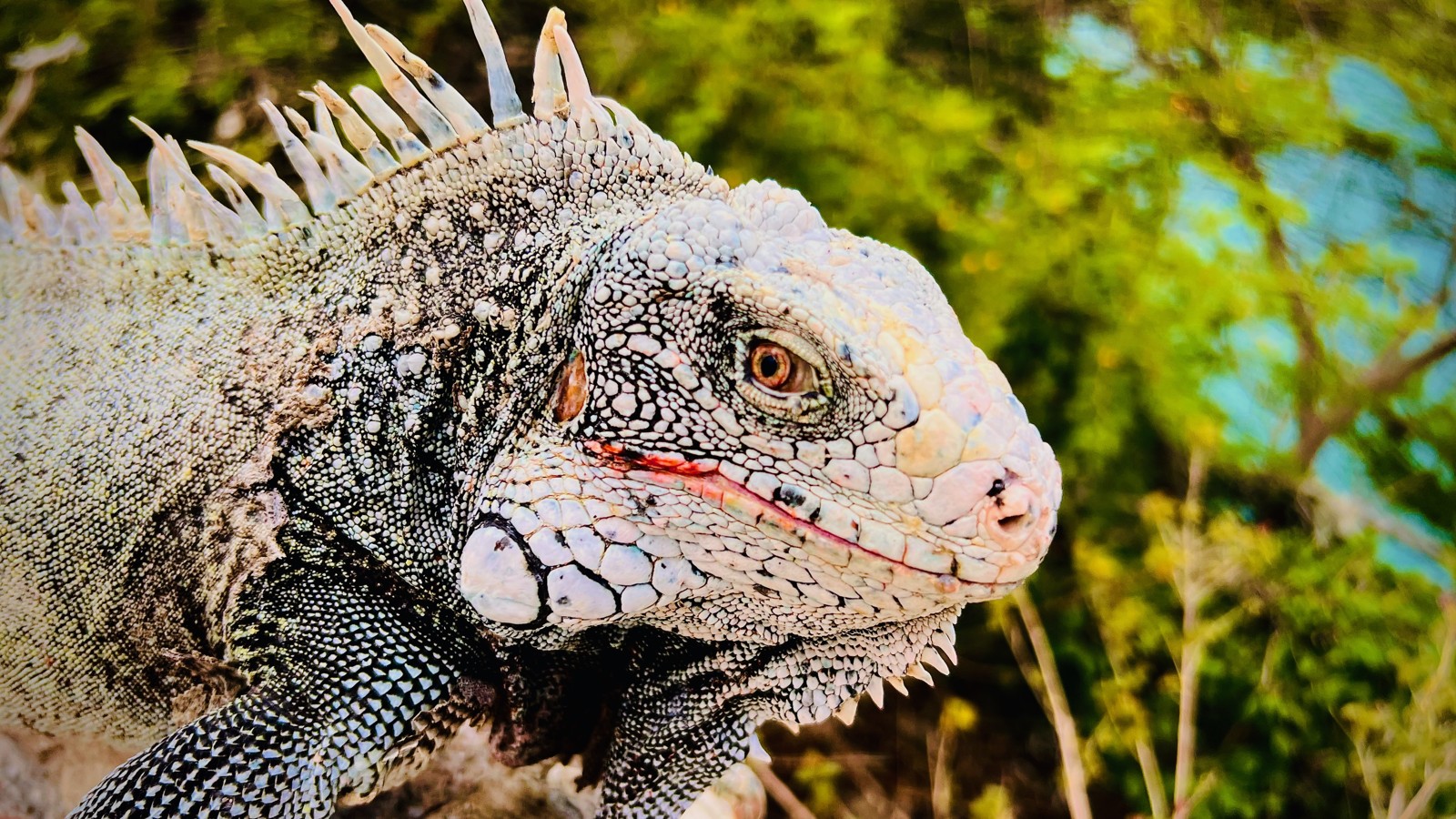 Iguanas at Playa Lagun - Image 2