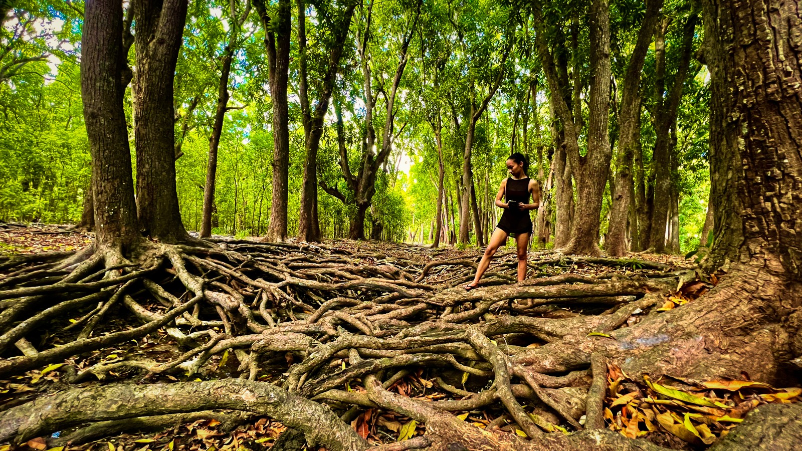 Hofi Mango National Park - Image 5
