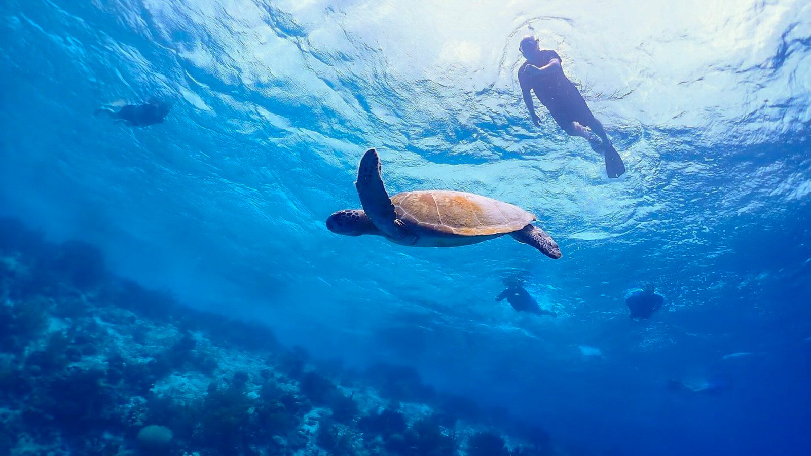 Snorkeling with Turtles & Beach Hopping Tour - Image 4