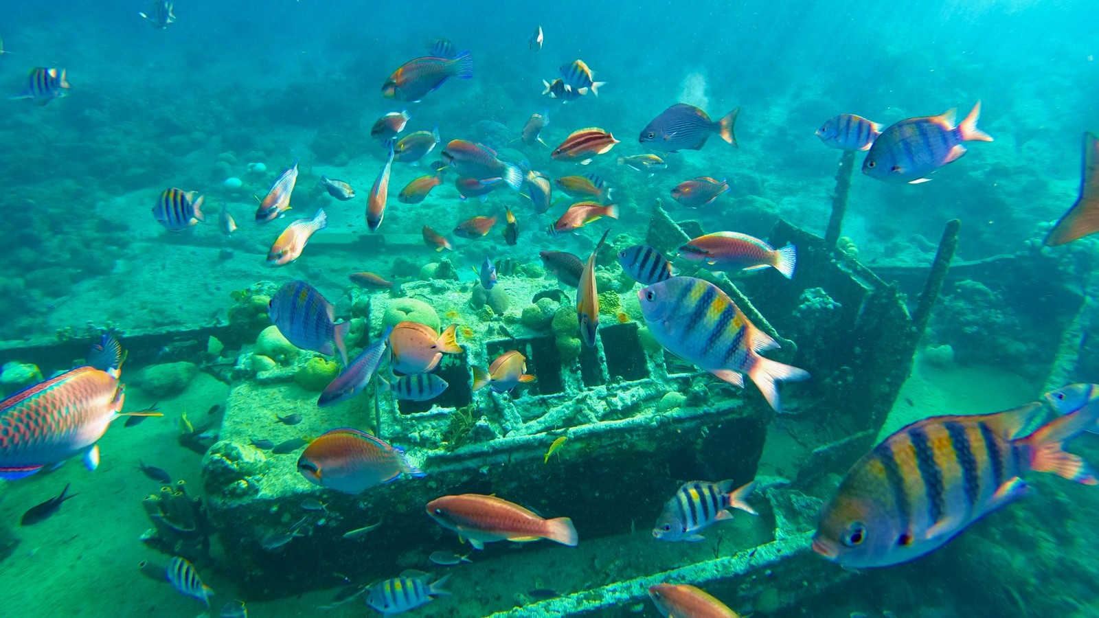 Red Snapper Boat Trips - Image 4