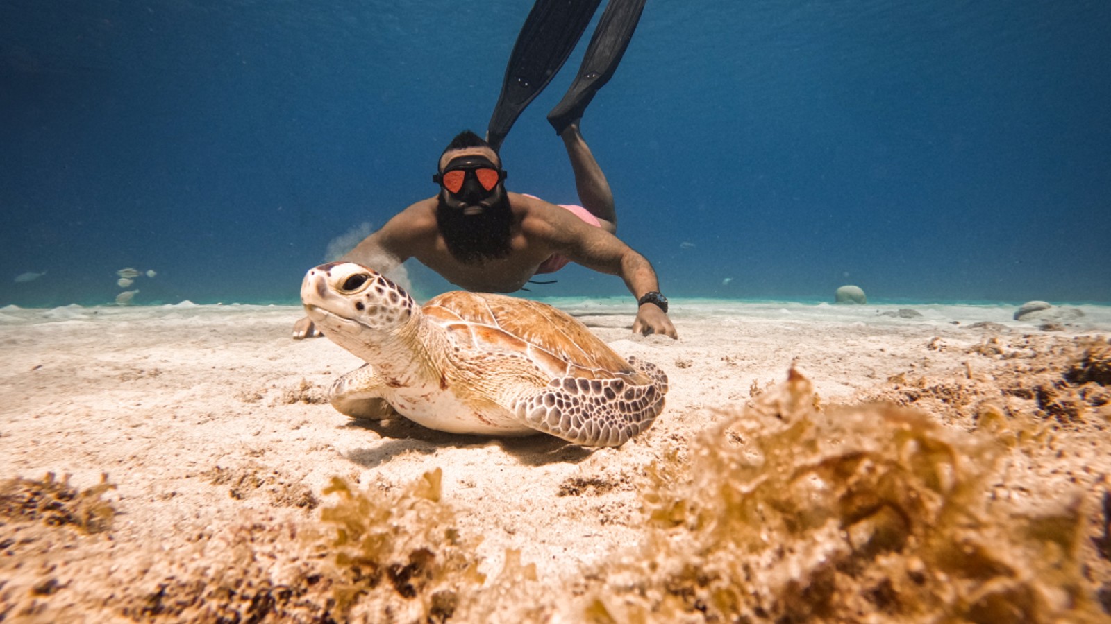 Seabob “Swim with Turtles” Safari - Image 1