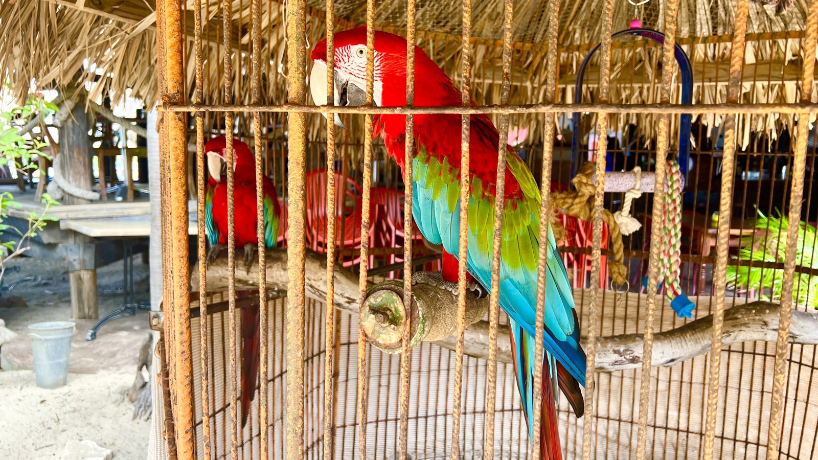 Every Pirate Needs A Parrot 🦜🦜 - Image 1