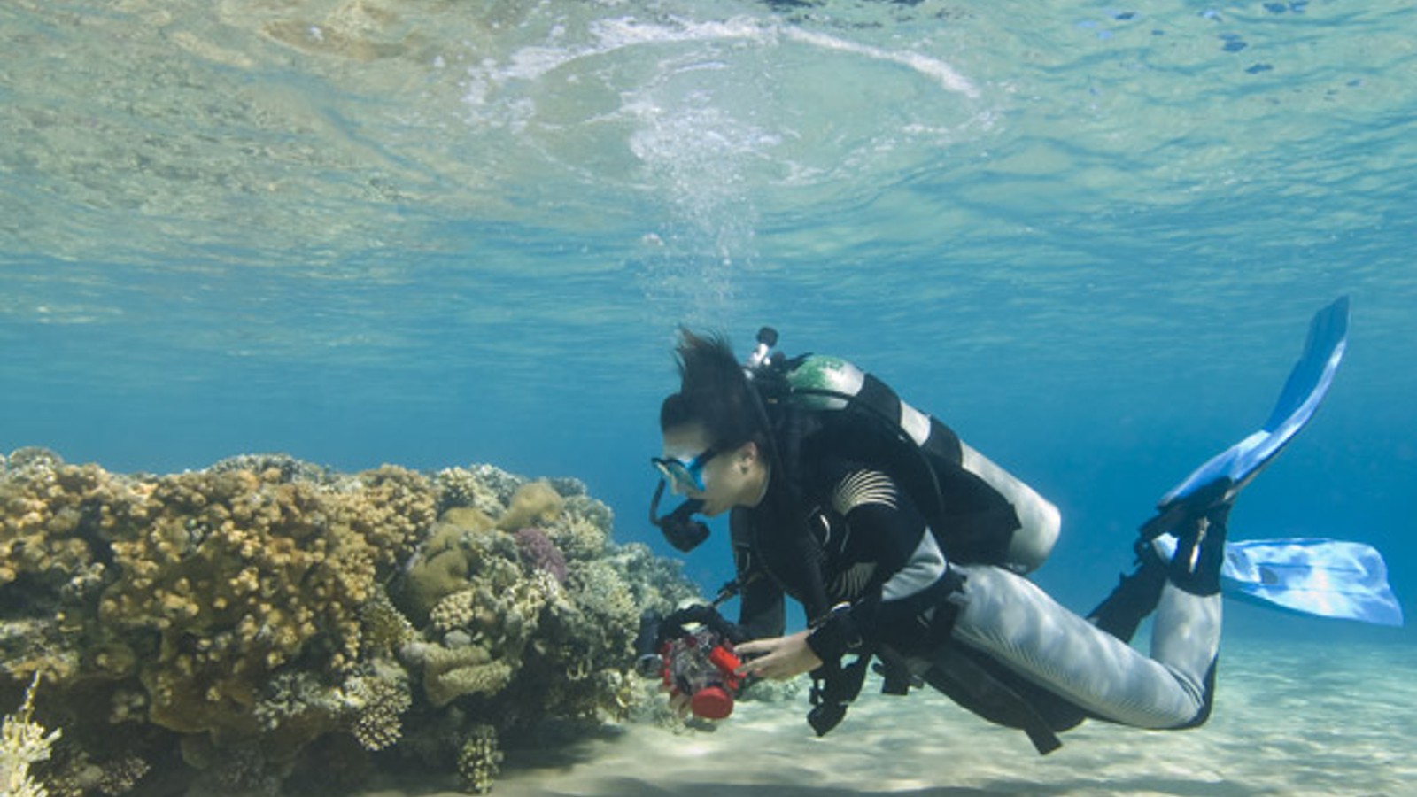 Introductory Scuba Dive (Shore Dive) - Image 1
