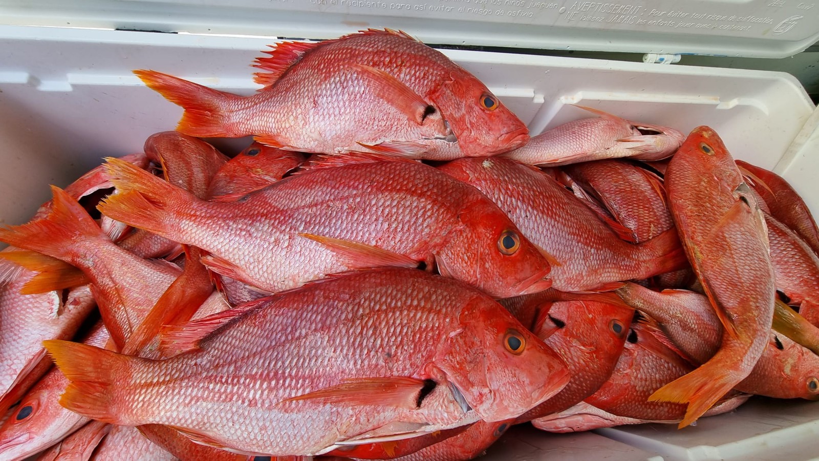 Catch of the Day - Image 1