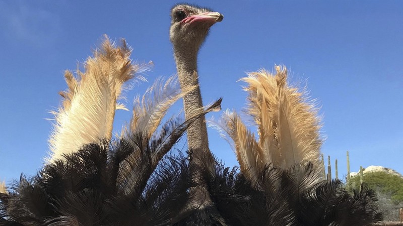 Ostrich Farm - De Palm Tours