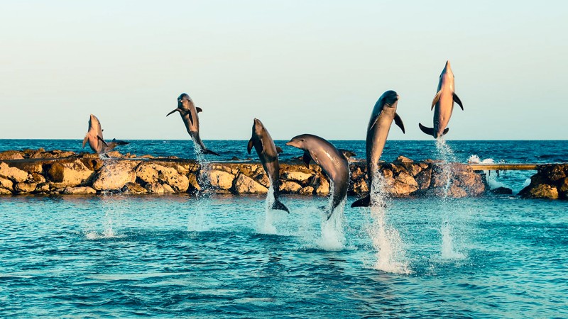 Dolphin Academy Curacao