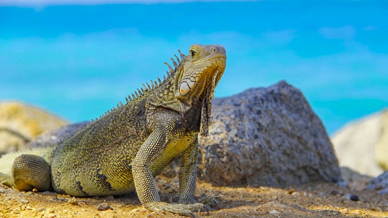 Iguana Beach