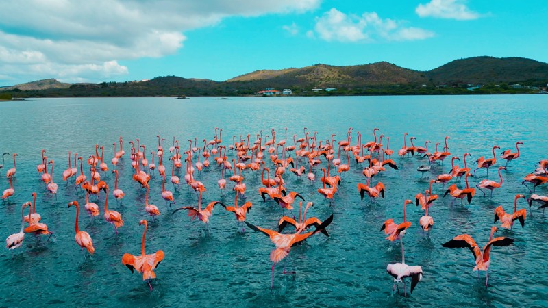Flamingos In Lake Near Williwood